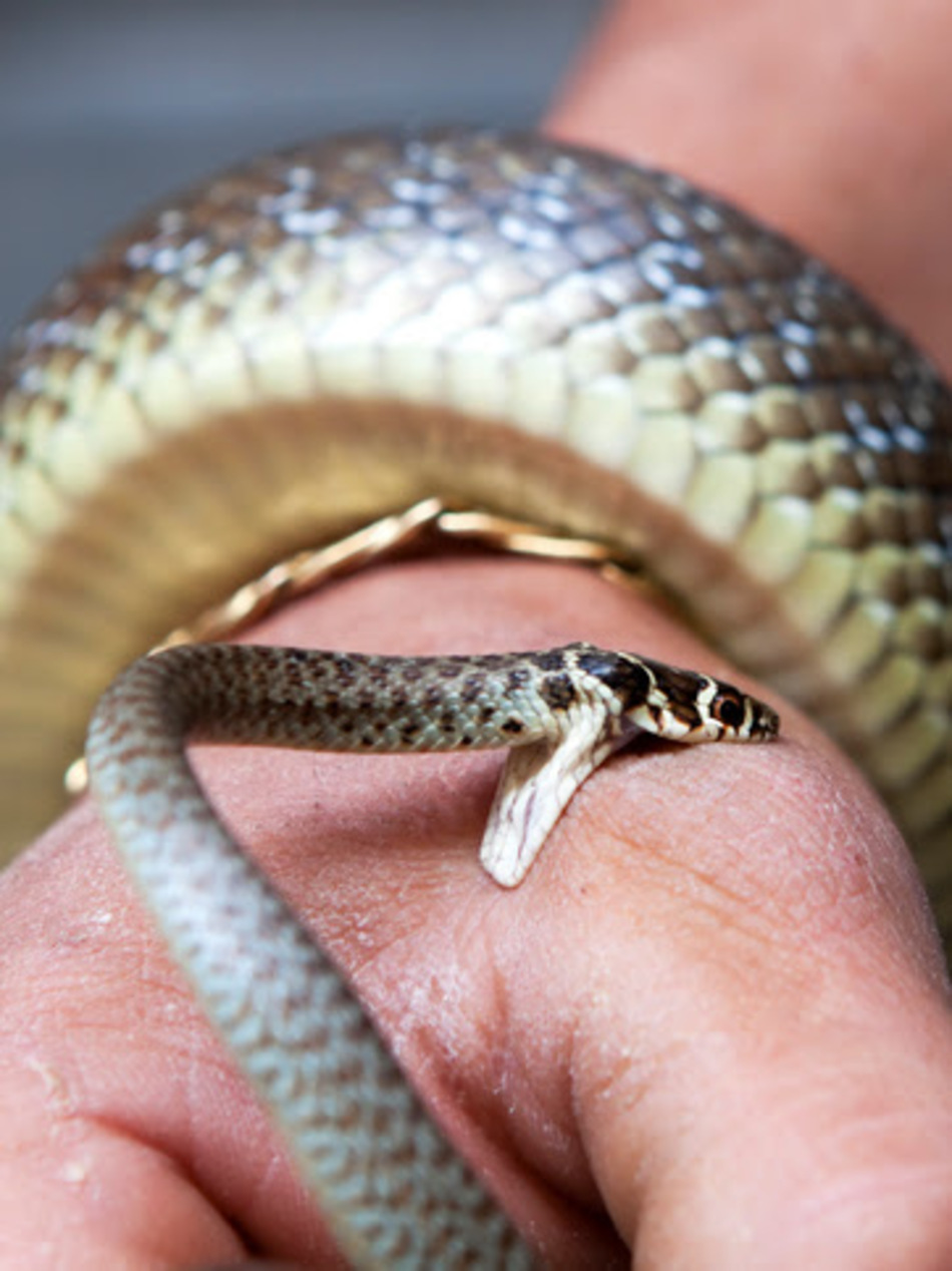 ER or Not: Bit By a Non-Poisonous Snake