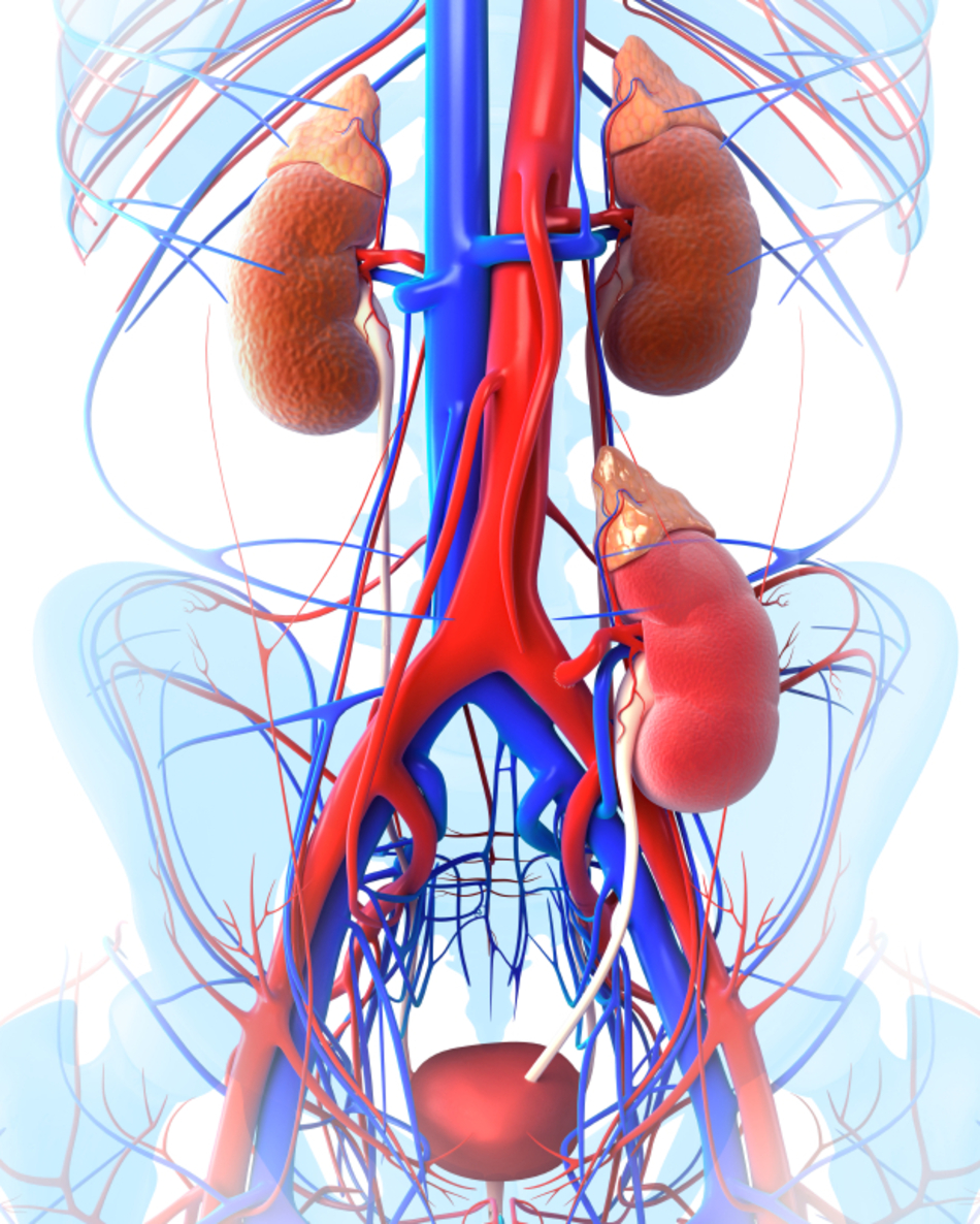 The Benefits of Live Donor Kidney Transplant
