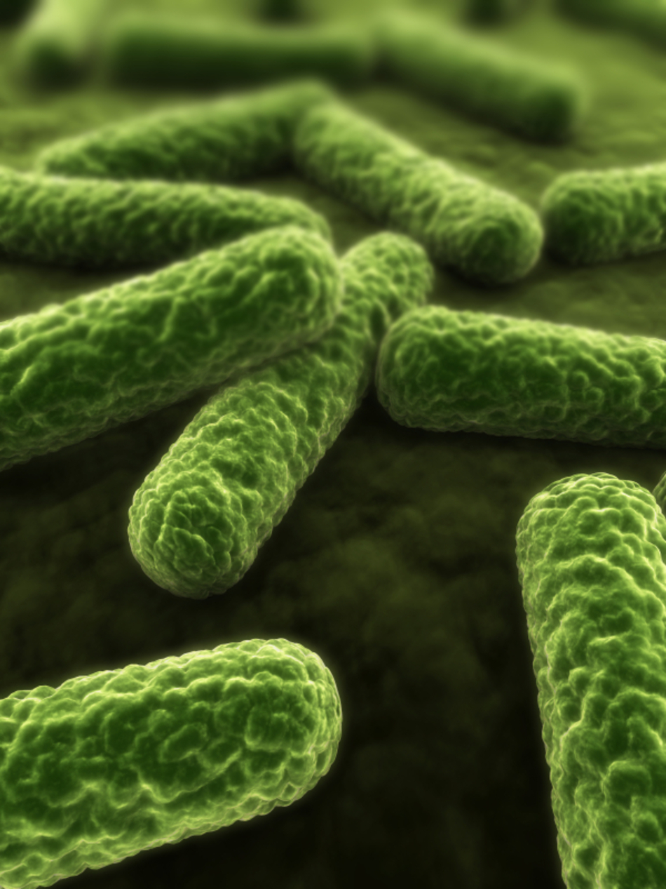 Good Bacteria Keeps You Healthy