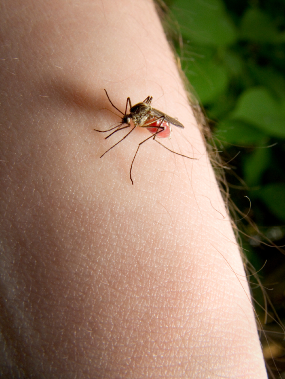 I’m a Mosquito Magnet – Am I Normal?