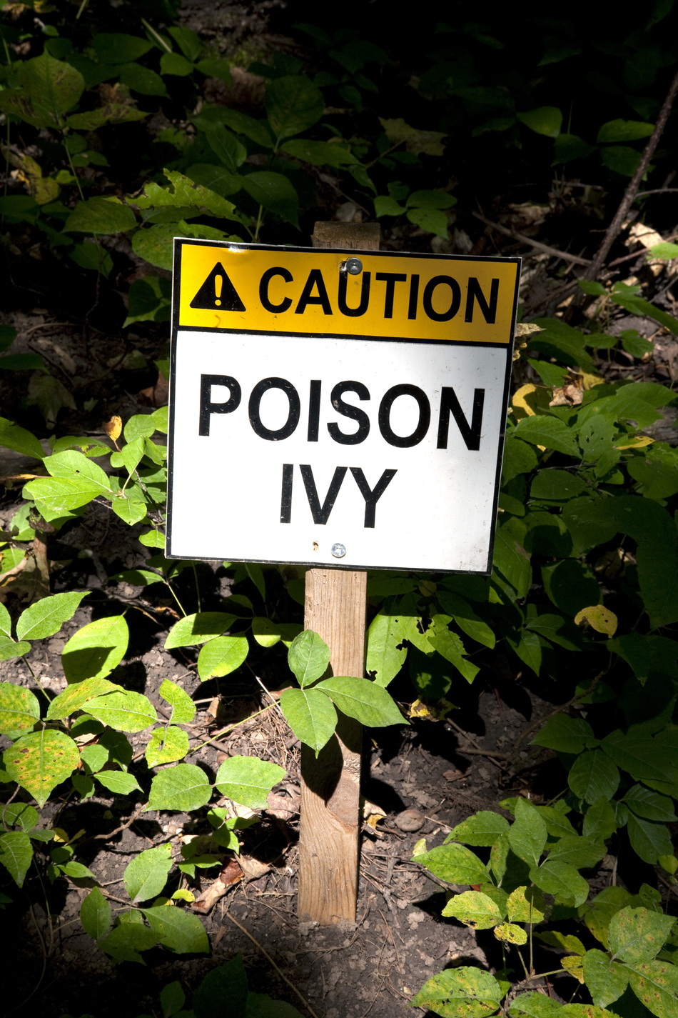 How Do I Treat Poison Ivy?