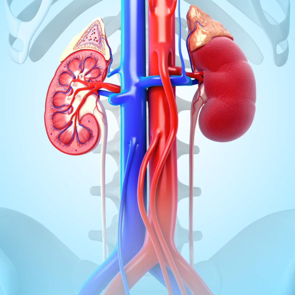 Autotransplantation to Alleviate Pain, Save Kidneys