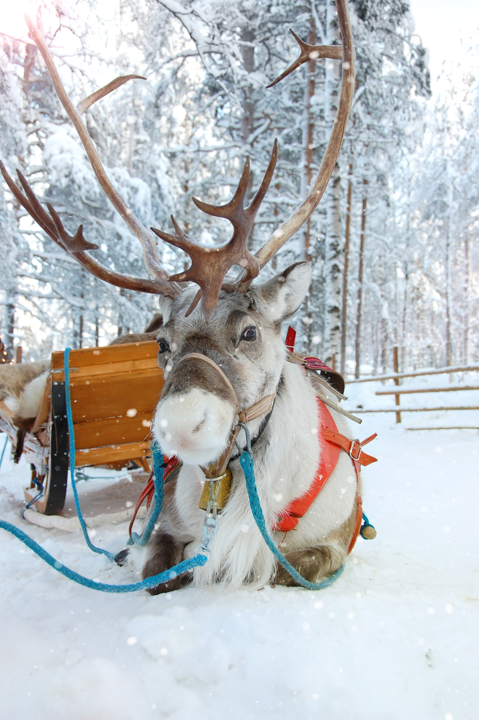 Santa's Reindeers Are Probably Female