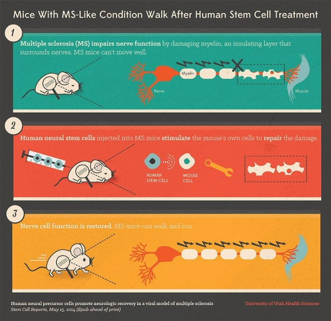 Mice with MS-Like Condition Infographic