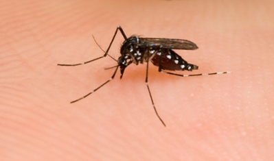 Tiger Mosquito