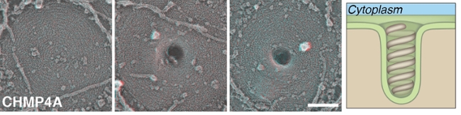 ESCRT pinching membranes from inside