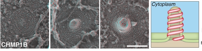 ESCRT pinching membranes from outside