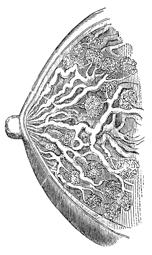 Mammary Gland