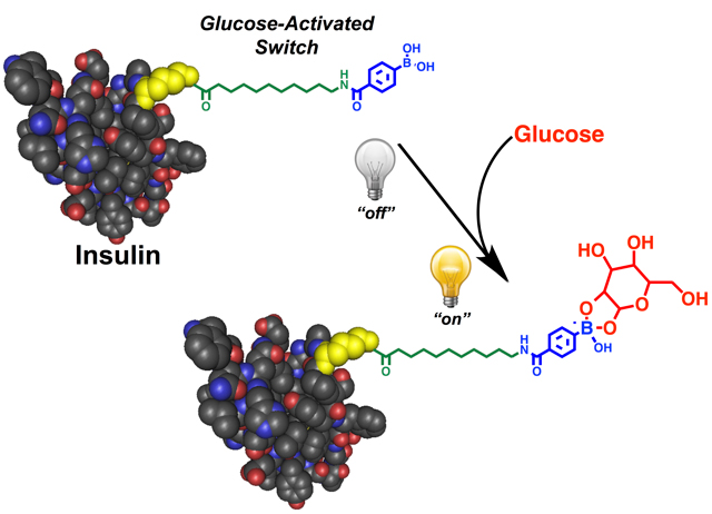 Glucose-responsive insulin