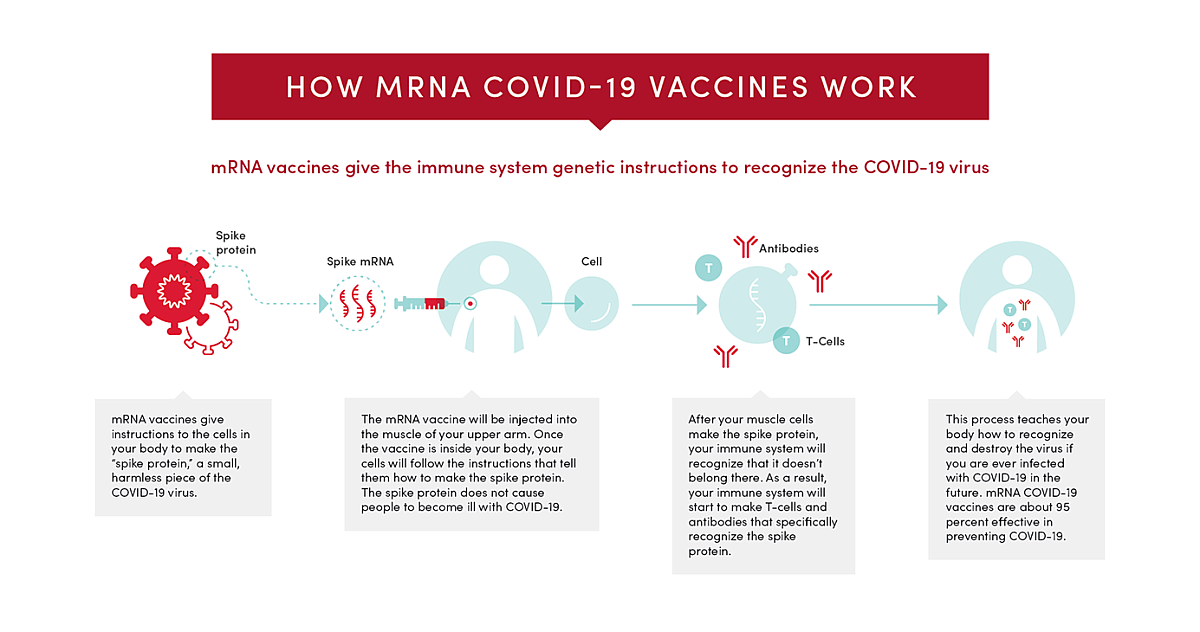 Infographic of how mRNA COVID-19 vaccines work