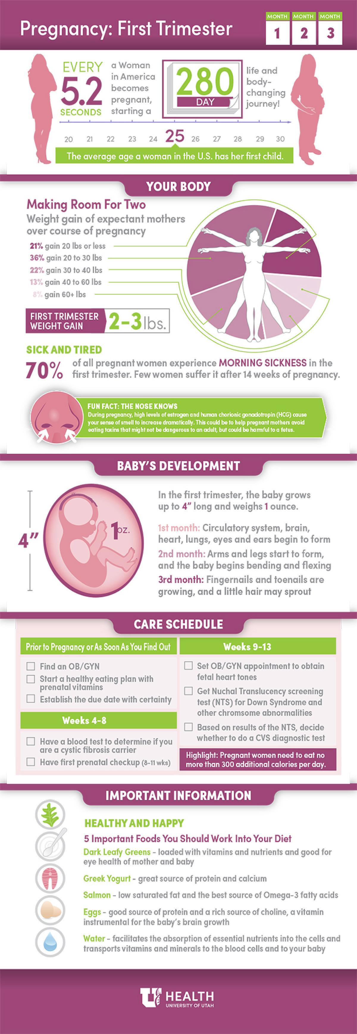Women's Health Pregnancy 1st Trimester Infographic 