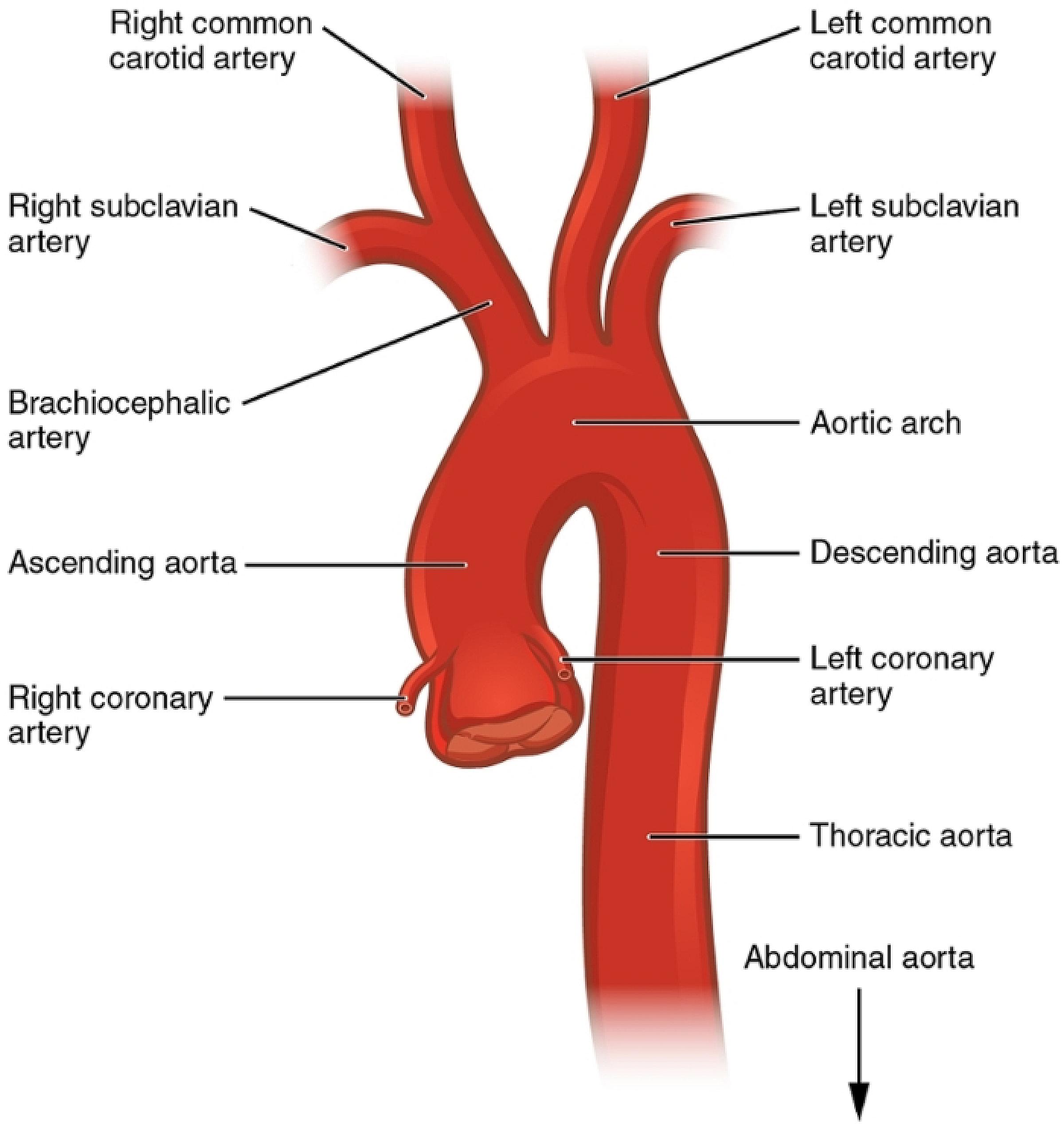 Illustration of right and left carotid arteries