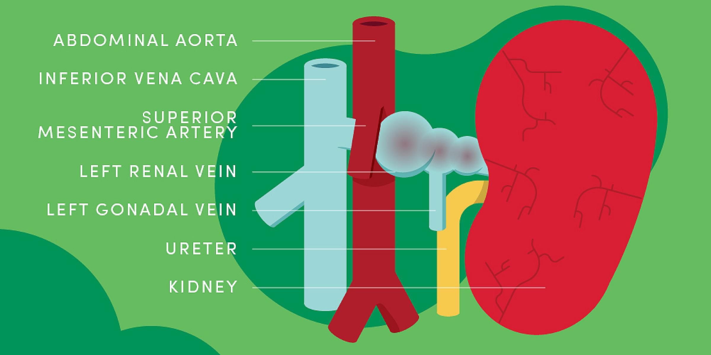 Illustration of renal anatomy