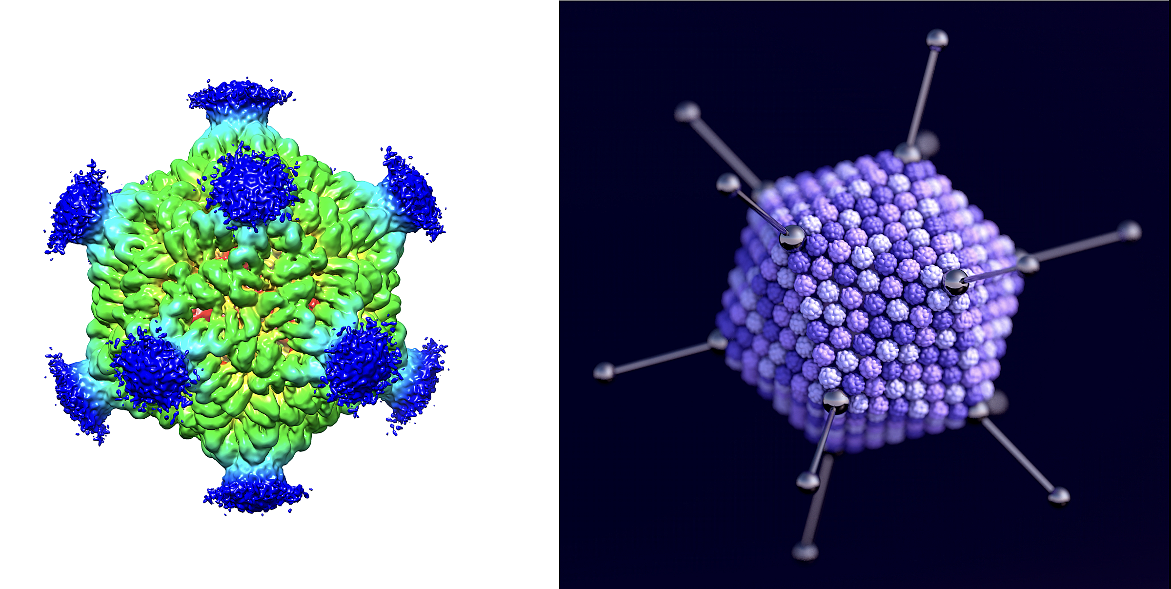 Left: a CGI reconstruction of a PNMA2 complex, false-colored green and blue. Right: artist's rendition of an adenovirus. Both structures are geometric with 12 sides.