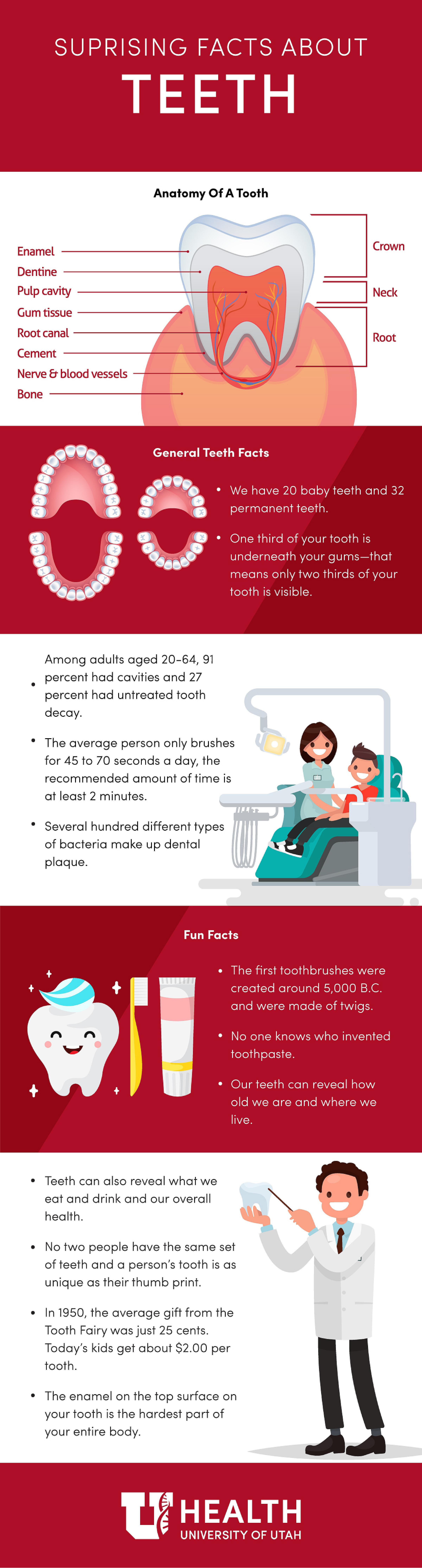 Infographic about teeth