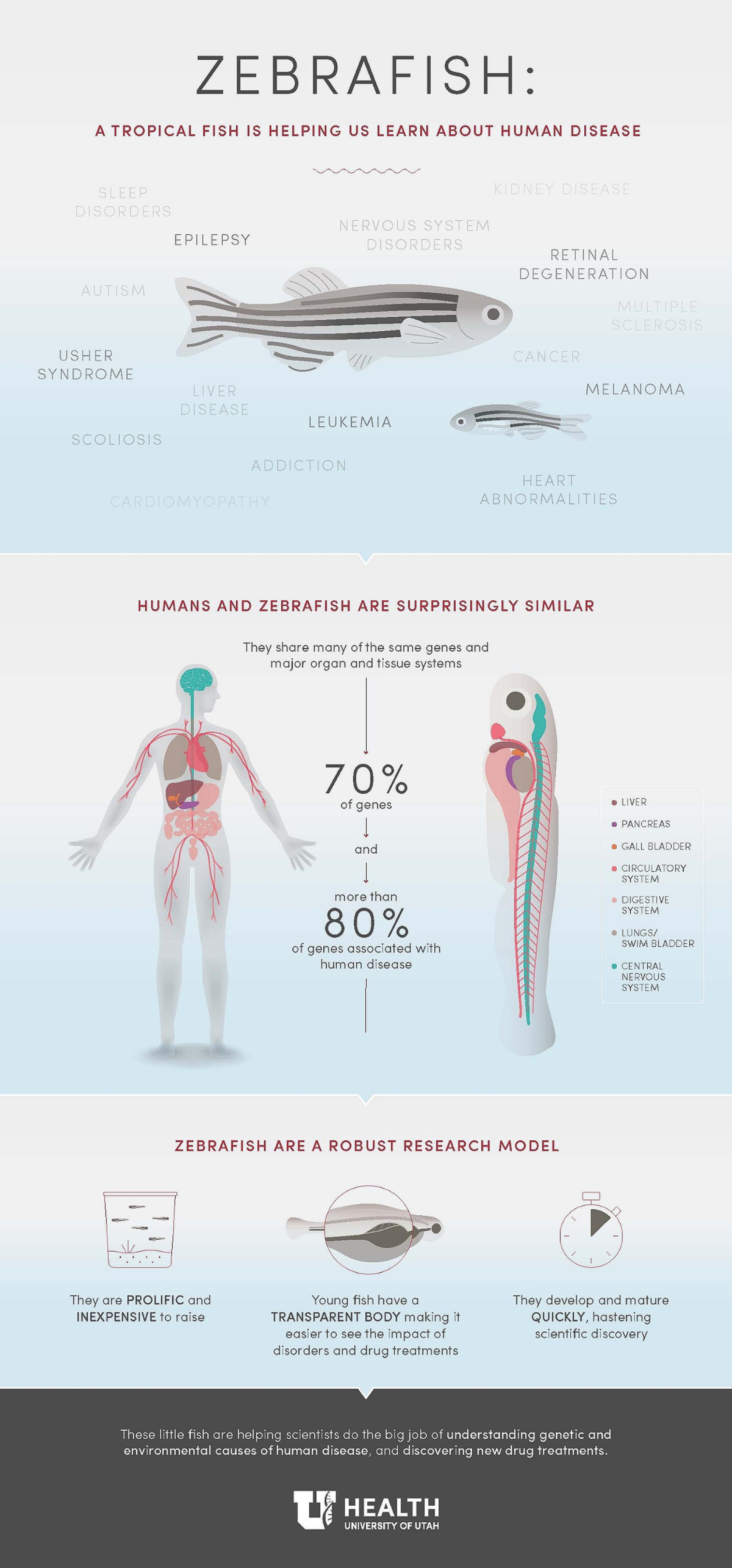 Zebrafish infographic