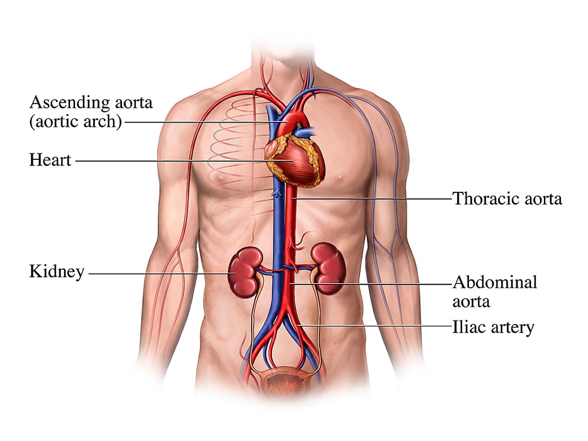 Anatomy of the aorta