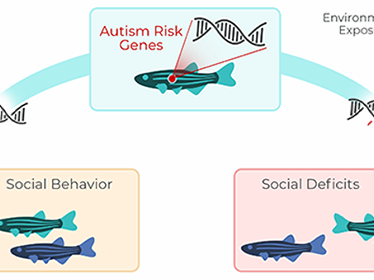Zebrafish Social Behavior Graphic