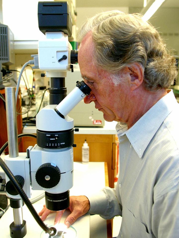 Mario Capecchi looking in microscope