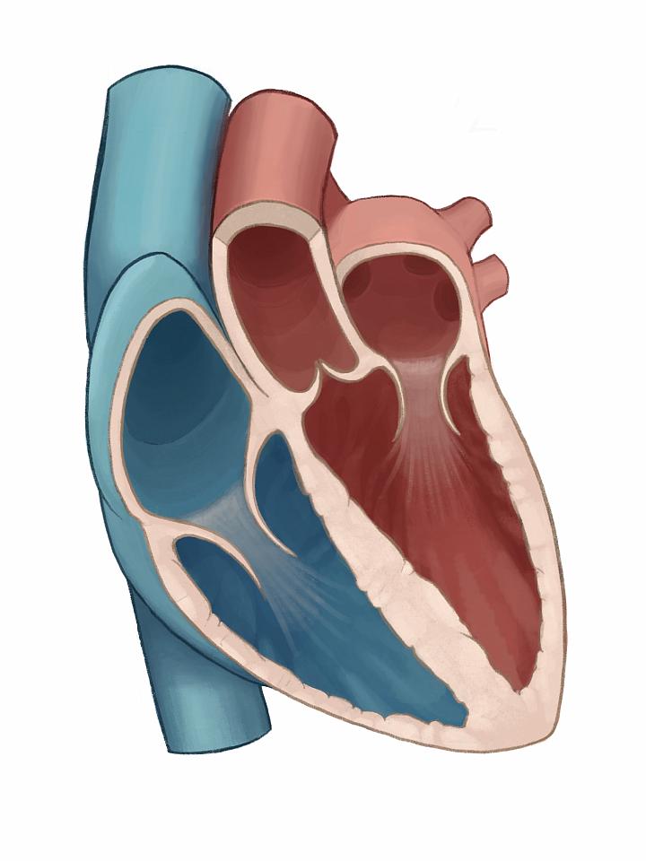 Illustration of normal heart anatomy | University of Utah Health
