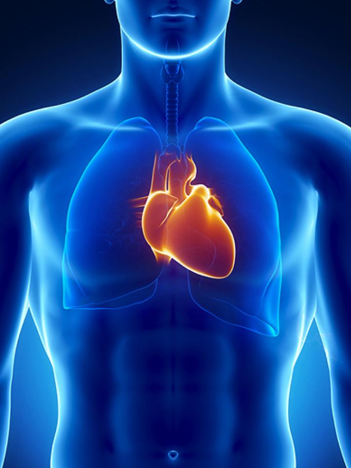 Heart in chest