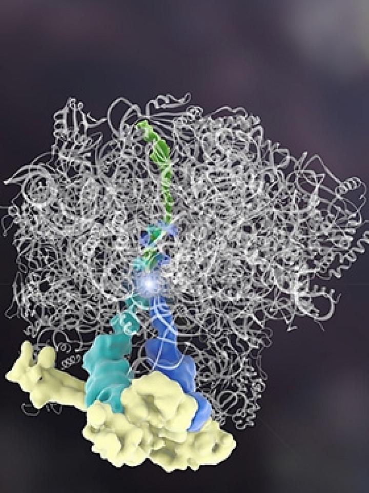 RQC2 Protein